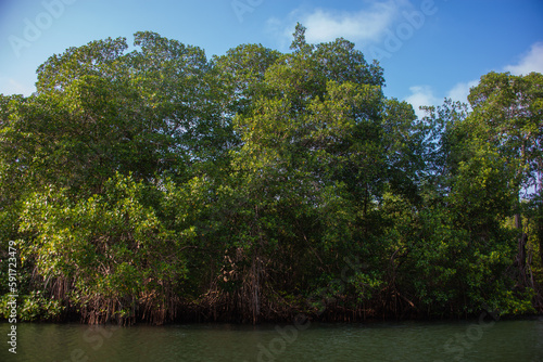 mangrove swamp in cove  as colombia by the sea tropical forest at the beach