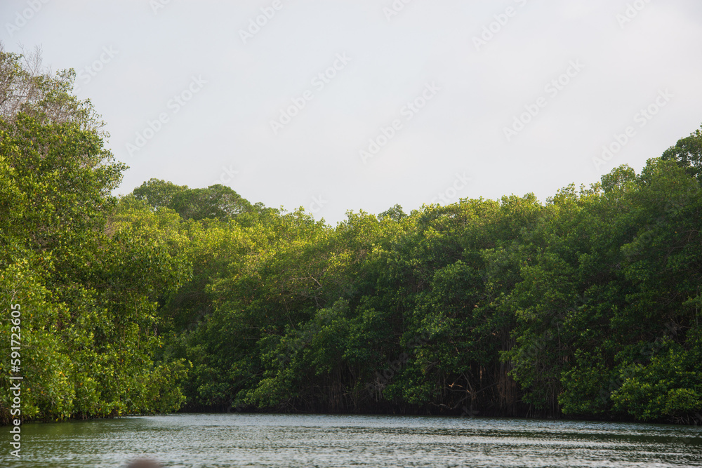 mangrove swamp in coveñas colombia by the sea tropical forest at the beach mangrove swamp in coveñas colombia by the sea tropical forest at the beach