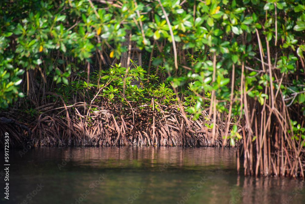 reeds in the water mangrove swamp in coveñas colombia by the sea tropical forest at the beach reeds in the water mangrove swamp in coveñas colombia by the sea tropical forest at the beach