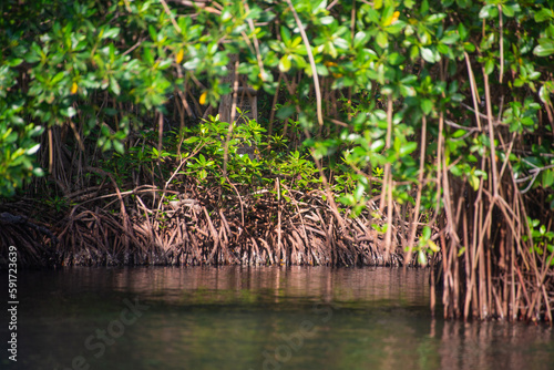 reeds in the water mangrove swamp in cove  as colombia by the sea tropical forest at the beach
