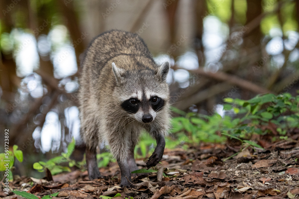Obraz premium Common raccoon