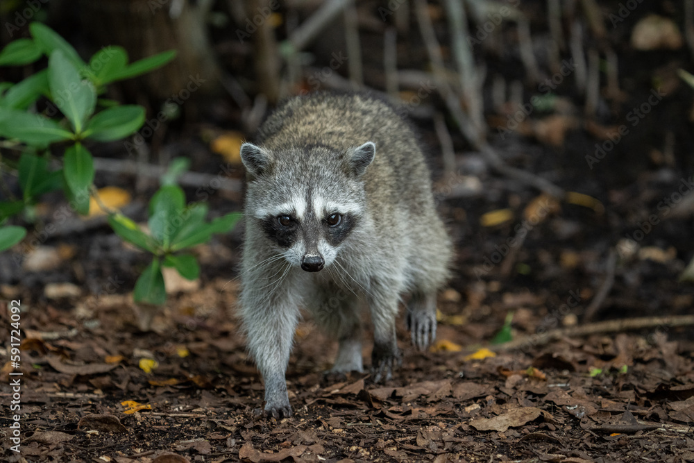 Fototapeta premium Common raccoon