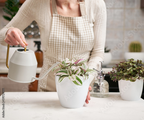 woman watering tradescantia pink clone potted plant from a watering can indoors
