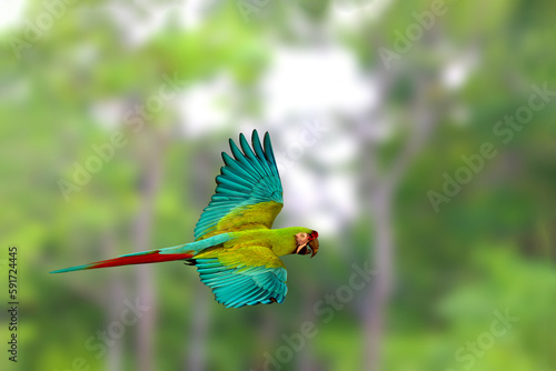 Beautiful great green macaw flying in the park.