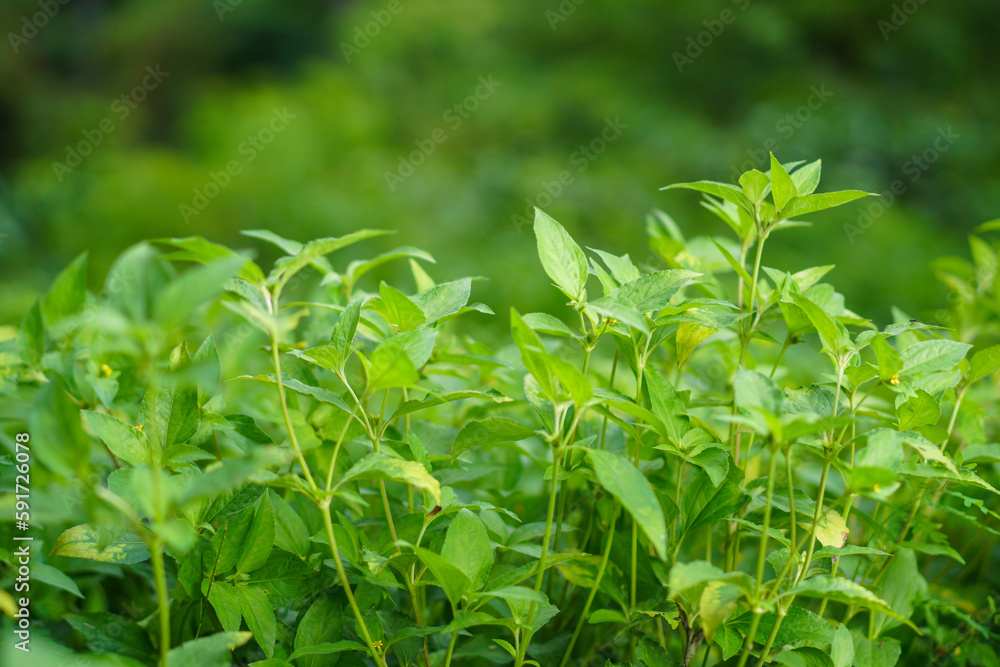A field of green plants with a green background A field of green plants with a green background