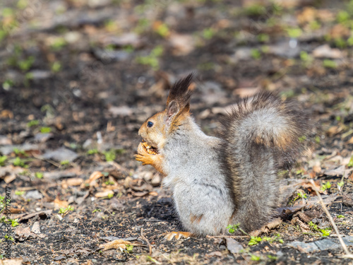 Squirrel in autumn or spring with nut on the green grass with fallen yellow leaves © Dmitrii Potashkin