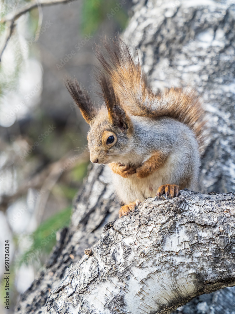The squirrel sits on a branches in the spring or summer. The squirrel sits on a branches in the spring or summer.
