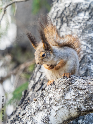 The squirrel sits on a branches in the spring or summer. © Dmitrii Potashkin