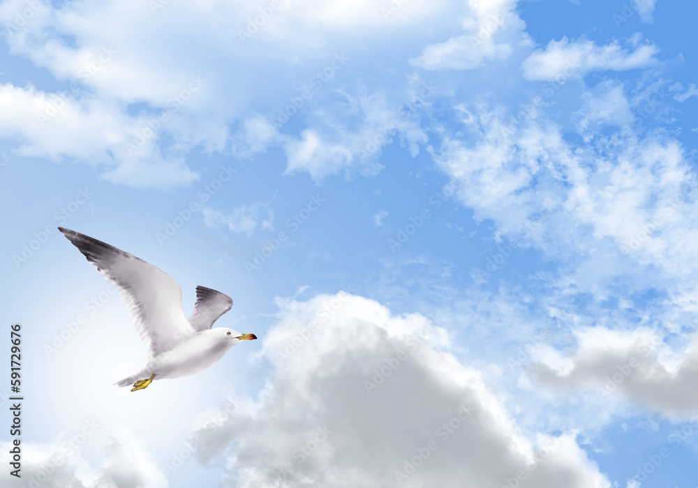 Fototapeta premium Seagull image illustration hand drawing