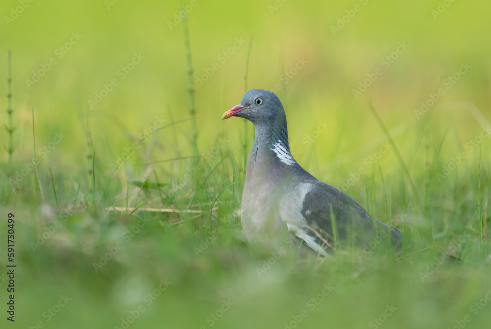 Wood Pigeon ( Columba palumbus ) close up Wood Pigeon ( Columba palumbus ) close up
