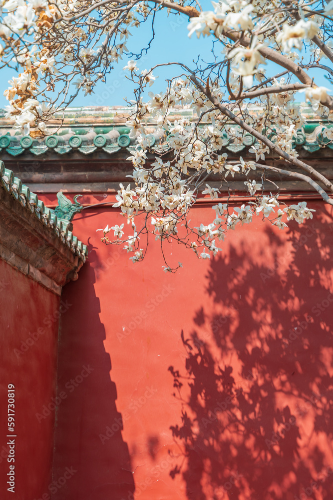 Obraz premium Magnolias blooming in front of the red wall at Temple of Heaven Park in Beijing in spring