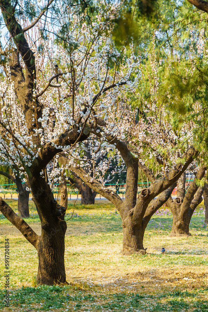 Spring in Beijing Temple of Heaven Park, pear trees in full bloom Spring in Beijing Temple of Heaven Park, pear trees in full bloom