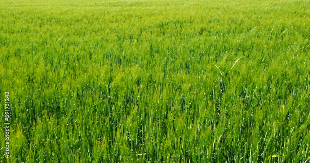 View of a green agricultural field. Beautiful summer landscape.