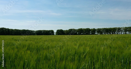 View of a green agricultural field. Beautiful summer landscape.