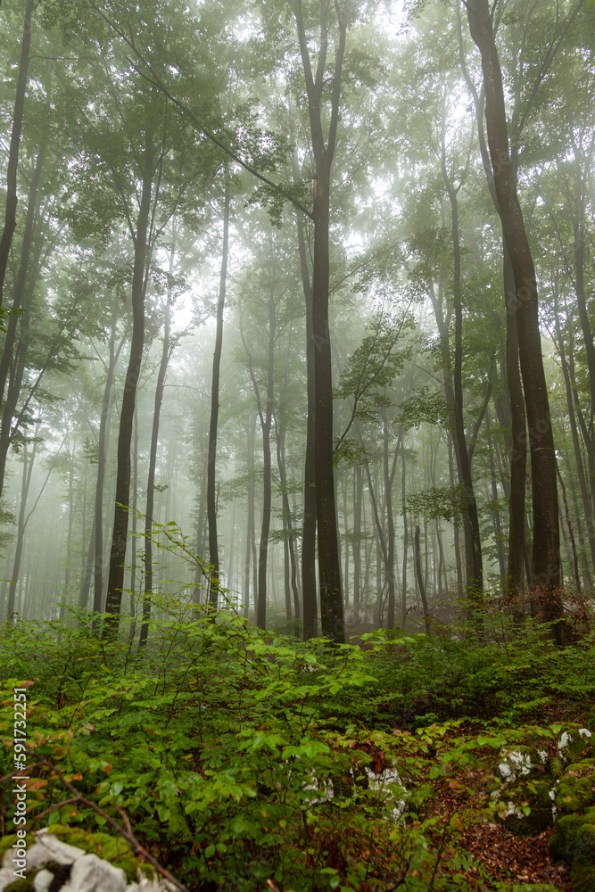 Beautiful green foggy forest portrait shot. Beech trees. Vertical shot.
