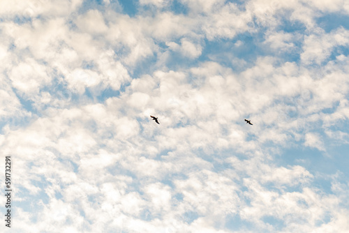 silueta de gaviotas en vuelo