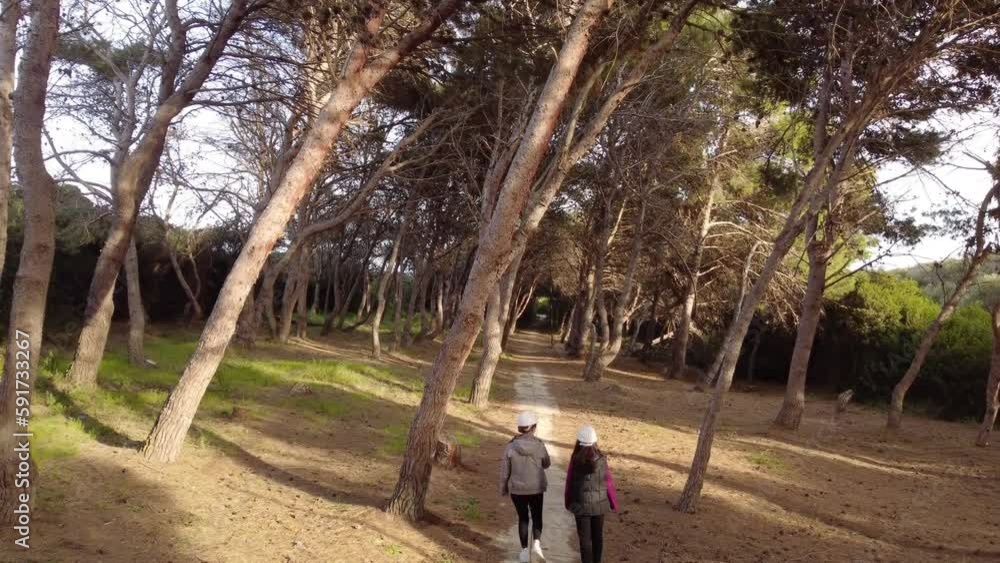 Two engineers walking on forest woodland path, examining pine trees quality Two engineers walking on forest woodland path, examining pine trees quality