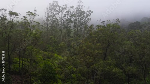 Rainforest covered with fog and clouds in bad weather. Mystical landscape. Sri Lanka. photo