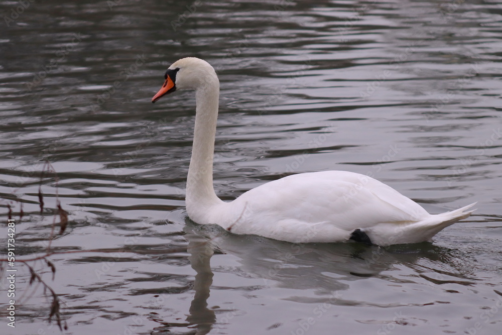 Naklejka premium Swan in its natural habitat