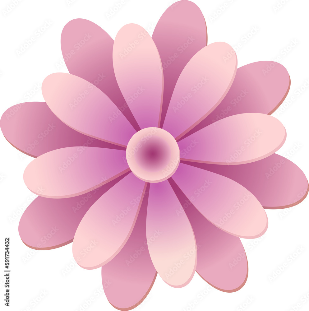 Purple pink botanic garden daisy round flower Purple pink botanic garden daisy round flower
