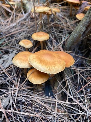 A cluster of brown toadstools growing in a pine forest