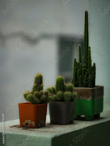cactus in a pot