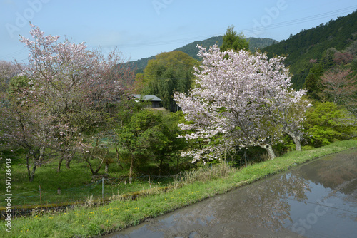 春の京都大原 田んぼの桜 京都市左京区