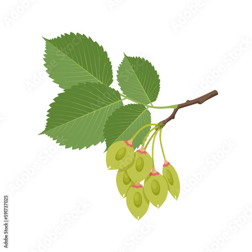 Vector illustration, elm tree pod with leaves, isolated on white background.