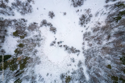 Aerial view of a winter pine forest. Top view of snow-covered pine trees. Beautiful winter forest landscape. © Dmitrii Potashkin