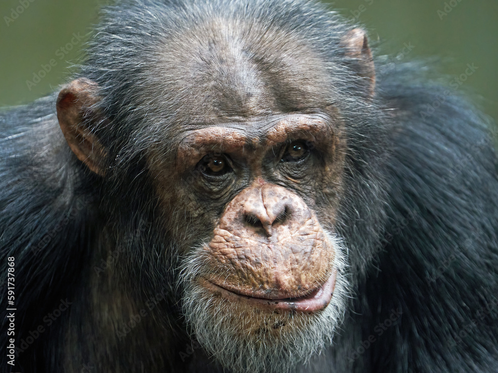 Chimpanzee (Pan troglodytes) portrait Chimpanzee (Pan troglodytes) portrait