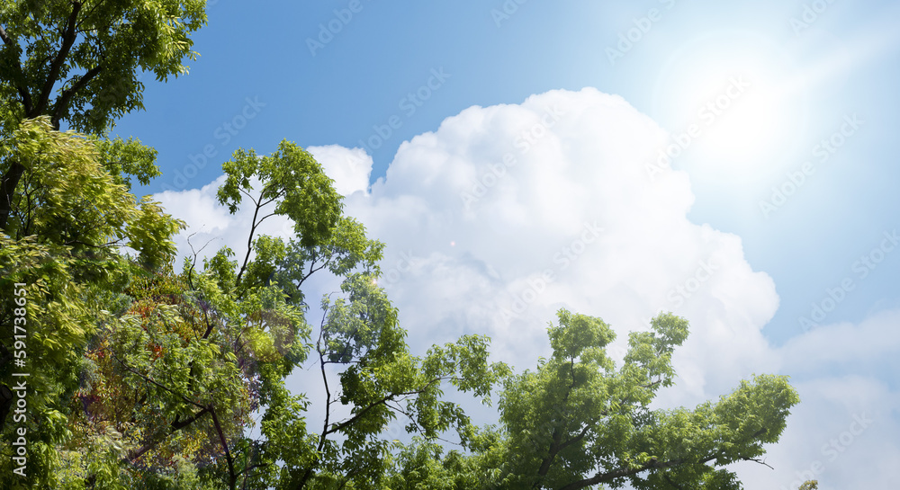 Obraz premium 春・初夏・夏の晴天太陽の日差しに照らされた新緑の木々の葉とさわやかな青空、入道雲の背景 アウトドア・キャンプ・ゴールデンウィーク・夏休み・祝日のイメージ