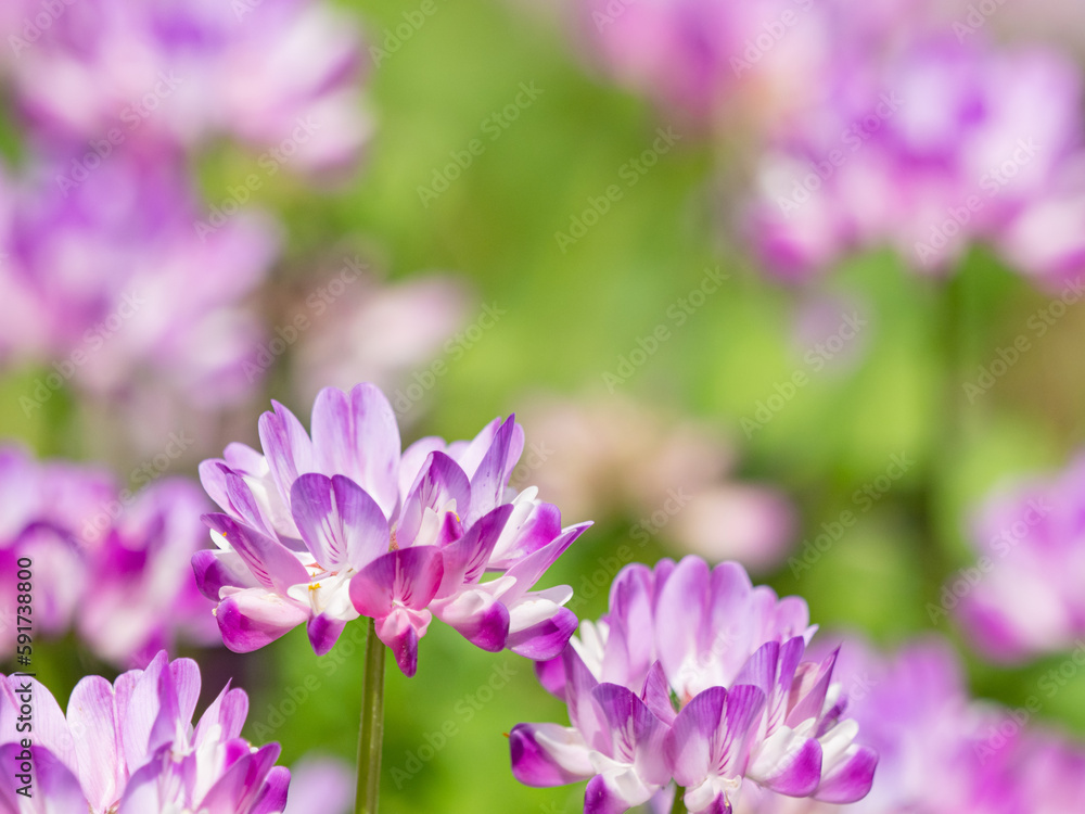 Fototapeta premium 春の可愛い蓮華の花