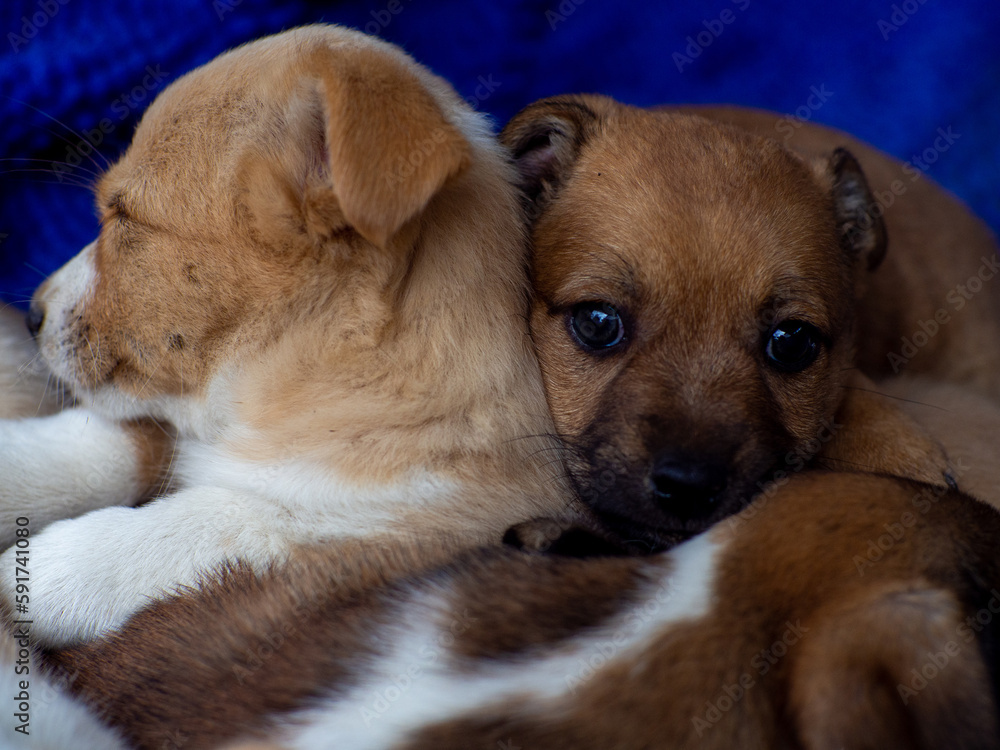 Pack of stray dogs. Puppies sleeping stacked on top of each other. The ...