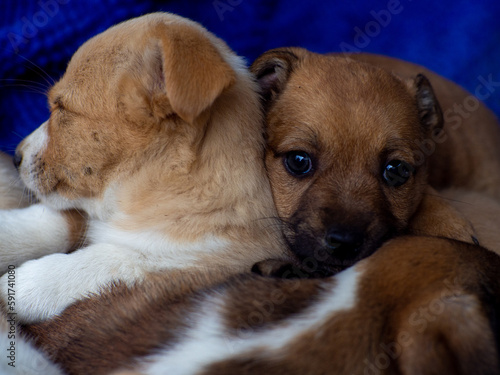 Pack of stray dogs. Puppies sleeping stacked on top of each other. The problem of homeless animals. A flock of street puppies sleep on the together on the carpet. Sad homeless dog.