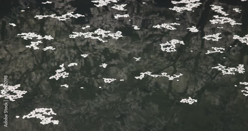 Pond with Cherry blossoms floating and reflections