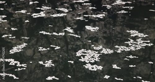 Pond with Cherry blossoms floating and reflections