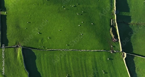 Top down shot of sheep on the green pastures
