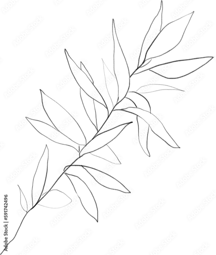 Obraz premium Olive leaf lineart, branch sketch, floral botanical illustration