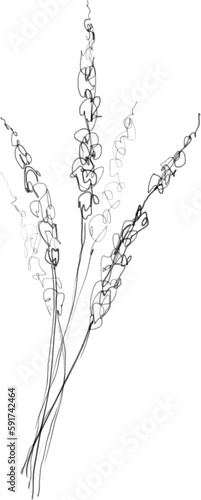 Lavender flower sketch, floral botanical illustration, black minimalistic line art