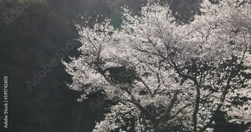 Cherry tree with blossoms in the wind