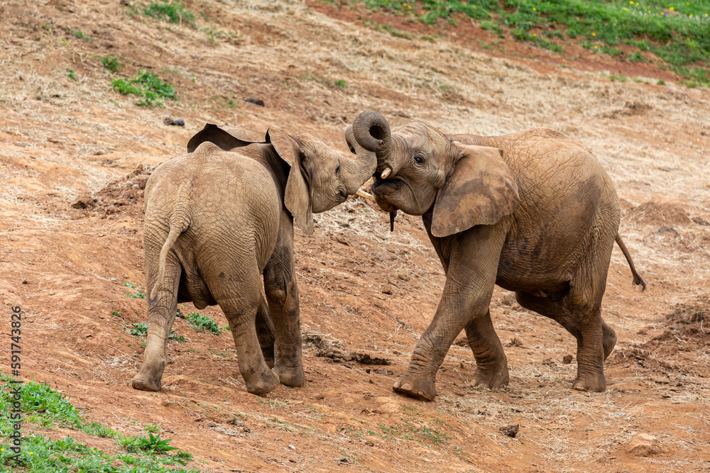 Fototapeta premium African loxodonta. Young African elephants fighting. Cabárceno Nature Park, Cantabria, Spain.
