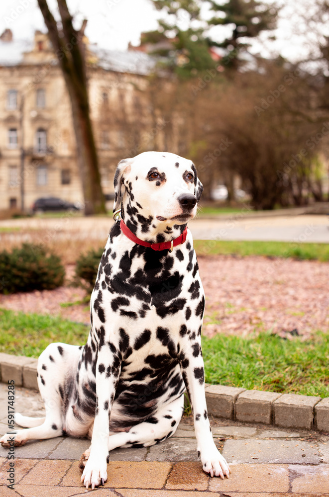 A beautiful Dalmatian dog is sitting on the alley. The dog is eight years old, she has a collar on her neck. The dog is serious and focused. The photo is blurred A beautiful Dalmatian dog is sitting on the alley. The dog is eight years old, she has a collar on her neck. The dog is serious and focused. The photo is blurred