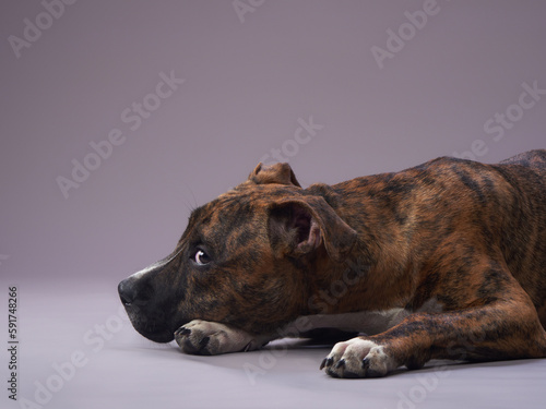 dog on a gray background. puppy Brindle Staffordshire Terrier in a photo studio. Pet indoors © annaav