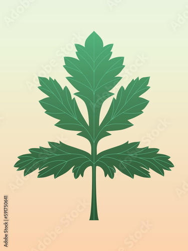 Green leaf of wormwood or parsley. Illustration of plant elements.