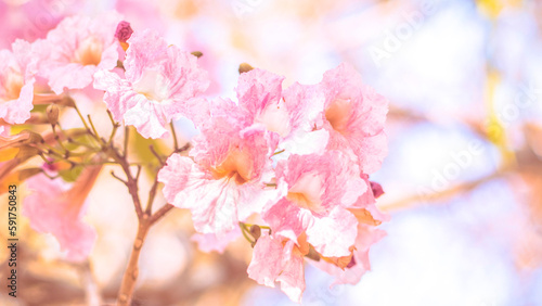 close-up beautiful pink bloosom flower . wedding  or valentine background. love concept .Soft blur focus. In sepia vintage pastel toned © Parichart