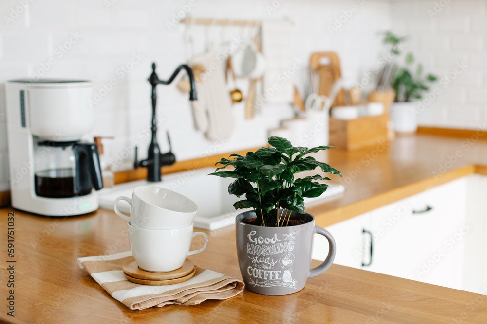 Coffee tree plant on wooden table, view on white kitchen in scandinavian style