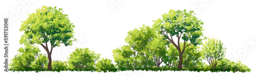 Vector watercolor of tree side view isolated on white background for landscape and architecture drawing, elements for environment and garden, painting botanical for section and elevation