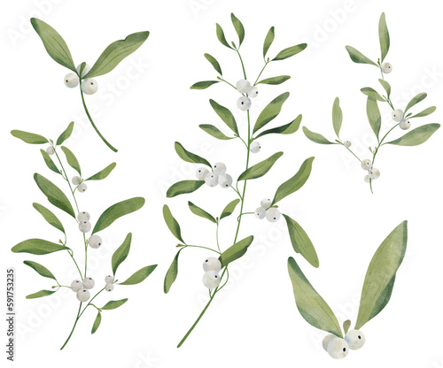 Mistletoe Twig Illustration