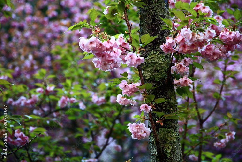 Obraz premium 桜