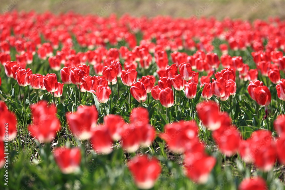 赤いチューリップ Stock Photo Adobe Stock